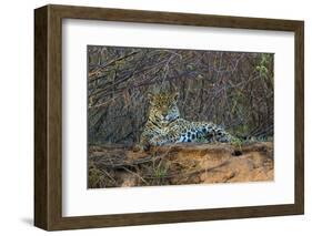 Brazil. A jaguar rests along the banks of a river in the Pantanal.-Ralph H. Bendjebar-Framed Photographic Print