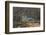 Brazil. A jaguar rests along the banks of a river in the Pantanal.-Ralph H. Bendjebar-Framed Photographic Print