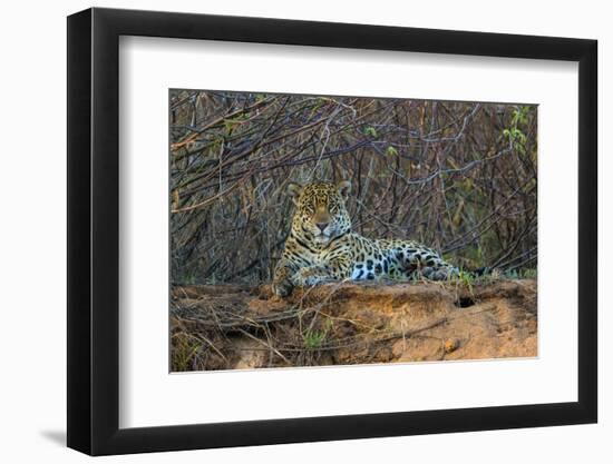 Brazil. A jaguar rests along the banks of a river in the Pantanal.-Ralph H. Bendjebar-Framed Photographic Print