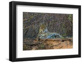 Brazil. A jaguar rests along the banks of a river in the Pantanal.-Ralph H. Bendjebar-Framed Photographic Print