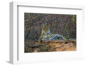 Brazil. A jaguar rests along the banks of a river in the Pantanal.-Ralph H. Bendjebar-Framed Photographic Print