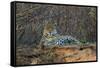 Brazil. A jaguar rests along the banks of a river in the Pantanal.-Ralph H. Bendjebar-Framed Stretched Canvas