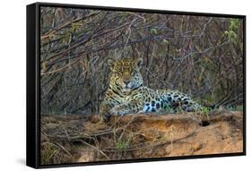 Brazil. A jaguar rests along the banks of a river in the Pantanal.-Ralph H. Bendjebar-Framed Stretched Canvas