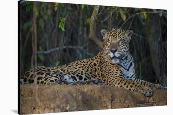 Brazil. A jaguar rests along the banks of a river in the Pantanal.-Ralph H. Bendjebar-Stretched Canvas