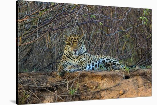 Brazil. A jaguar rests along the banks of a river in the Pantanal.-Ralph H. Bendjebar-Stretched Canvas