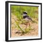 Brazil. A juvenile pied lapwing along the banks of a river in the Pantanal.-Ralph H. Bendjebar-Framed Photographic Print