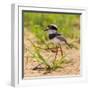 Brazil. A juvenile pied lapwing along the banks of a river in the Pantanal.-Ralph H. Bendjebar-Framed Photographic Print