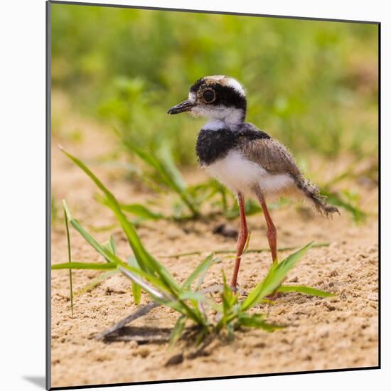 Brazil. A juvenile pied lapwing along the banks of a river in the Pantanal.-Ralph H. Bendjebar-Mounted Photographic Print