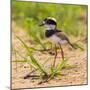 Brazil. A juvenile pied lapwing along the banks of a river in the Pantanal.-Ralph H. Bendjebar-Mounted Photographic Print