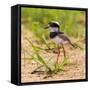 Brazil. A juvenile pied lapwing along the banks of a river in the Pantanal.-Ralph H. Bendjebar-Framed Stretched Canvas