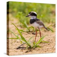 Brazil. A juvenile pied lapwing along the banks of a river in the Pantanal.-Ralph H. Bendjebar-Stretched Canvas