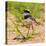 Brazil. A juvenile pied lapwing along the banks of a river in the Pantanal.-Ralph H. Bendjebar-Stretched Canvas