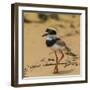 Brazil. A juvenile pied lapwing along the banks of a river in the Pantanal-Ralph H. Bendjebar-Framed Photographic Print