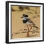 Brazil. A juvenile pied lapwing along the banks of a river in the Pantanal-Ralph H. Bendjebar-Framed Photographic Print