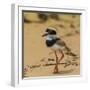 Brazil. A juvenile pied lapwing along the banks of a river in the Pantanal-Ralph H. Bendjebar-Framed Photographic Print