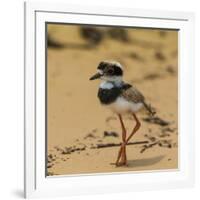 Brazil. A juvenile pied lapwing along the banks of a river in the Pantanal-Ralph H. Bendjebar-Framed Photographic Print