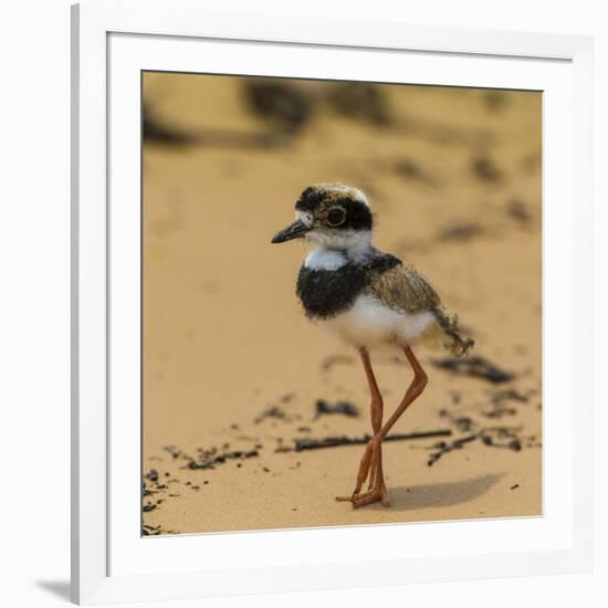 Brazil. A juvenile pied lapwing along the banks of a river in the Pantanal-Ralph H. Bendjebar-Framed Photographic Print