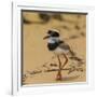 Brazil. A juvenile pied lapwing along the banks of a river in the Pantanal-Ralph H. Bendjebar-Framed Photographic Print