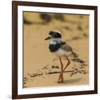 Brazil. A juvenile pied lapwing along the banks of a river in the Pantanal-Ralph H. Bendjebar-Framed Photographic Print