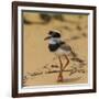 Brazil. A juvenile pied lapwing along the banks of a river in the Pantanal-Ralph H. Bendjebar-Framed Photographic Print