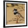 Brazil. A juvenile pied lapwing along the banks of a river in the Pantanal-Ralph H. Bendjebar-Framed Photographic Print