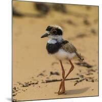 Brazil. A juvenile pied lapwing along the banks of a river in the Pantanal-Ralph H. Bendjebar-Mounted Photographic Print