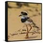 Brazil. A juvenile pied lapwing along the banks of a river in the Pantanal-Ralph H. Bendjebar-Framed Stretched Canvas