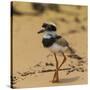 Brazil. A juvenile pied lapwing along the banks of a river in the Pantanal-Ralph H. Bendjebar-Stretched Canvas