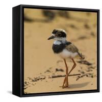 Brazil. A juvenile pied lapwing along the banks of a river in the Pantanal-Ralph H. Bendjebar-Framed Stretched Canvas