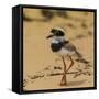 Brazil. A juvenile pied lapwing along the banks of a river in the Pantanal-Ralph H. Bendjebar-Framed Stretched Canvas