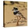 Brazil. A juvenile pied lapwing along the banks of a river in the Pantanal-Ralph H. Bendjebar-Stretched Canvas