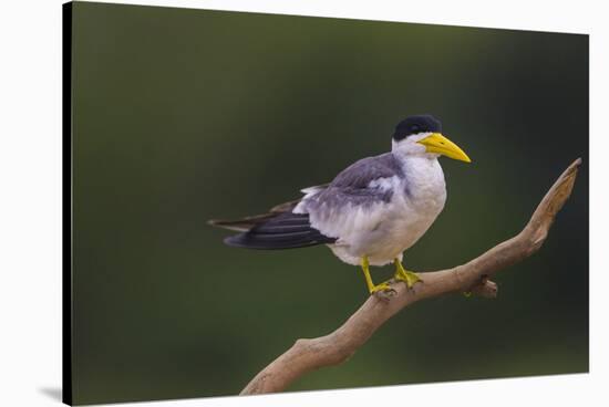 Brazil. A Large-billed tern is in the Pantanal.-Ralph H. Bendjebar-Stretched Canvas