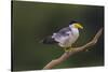 Brazil. A Large-billed tern is in the Pantanal.-Ralph H. Bendjebar-Stretched Canvas