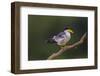 Brazil. A Large-billed tern is in the Pantanal.-Ralph H. Bendjebar-Framed Photographic Print