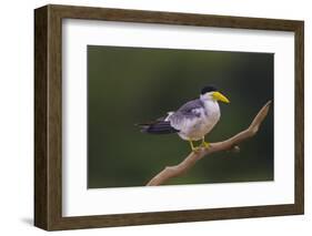 Brazil. A Large-billed tern is in the Pantanal.-Ralph H. Bendjebar-Framed Photographic Print