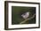 Brazil. A Large-billed tern is in the Pantanal.-Ralph H. Bendjebar-Framed Photographic Print