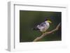 Brazil. A Large-billed tern is in the Pantanal.-Ralph H. Bendjebar-Framed Photographic Print