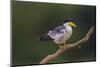 Brazil. A Large-billed tern is in the Pantanal.-Ralph H. Bendjebar-Mounted Photographic Print