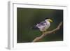 Brazil. A Large-billed tern is in the Pantanal.-Ralph H. Bendjebar-Framed Photographic Print