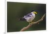 Brazil. A Large-billed tern is in the Pantanal.-Ralph H. Bendjebar-Framed Photographic Print