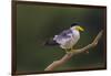 Brazil. A Large-billed tern is in the Pantanal.-Ralph H. Bendjebar-Framed Photographic Print