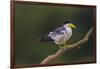 Brazil. A Large-billed tern is in the Pantanal.-Ralph H. Bendjebar-Framed Photographic Print