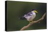 Brazil. A Large-billed tern is in the Pantanal.-Ralph H. Bendjebar-Stretched Canvas