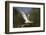 Brazil. A large-billed tern perches along the banks of a river in the Pantanal.-Ralph H. Bendjebar-Framed Photographic Print