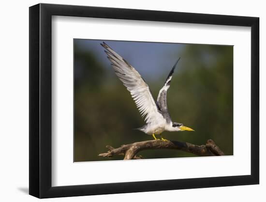 Brazil. A large-billed tern perches along the banks of a river in the Pantanal.-Ralph H. Bendjebar-Framed Photographic Print