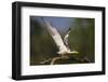 Brazil. A large-billed tern perches along the banks of a river in the Pantanal.-Ralph H. Bendjebar-Framed Photographic Print