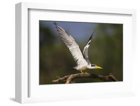Brazil. A large-billed tern perches along the banks of a river in the Pantanal.-Ralph H. Bendjebar-Framed Photographic Print