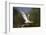 Brazil. A large-billed tern perches along the banks of a river in the Pantanal.-Ralph H. Bendjebar-Framed Photographic Print