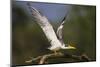 Brazil. A large-billed tern perches along the banks of a river in the Pantanal.-Ralph H. Bendjebar-Mounted Photographic Print