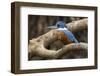 Brazil. A male Amazon kingfisher in the Pantanal.-Ralph H. Bendjebar-Framed Photographic Print